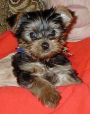 cute and friendly Yorkie for adoption